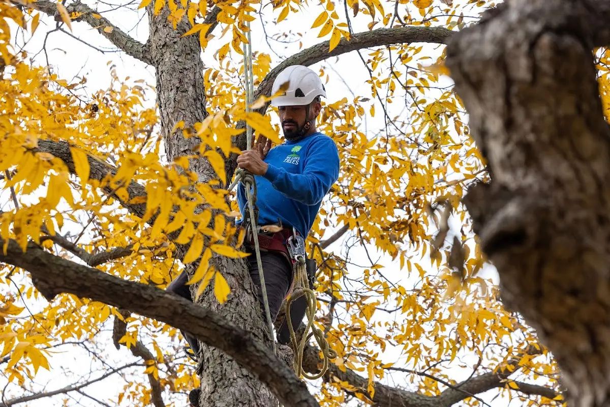 Skilled Tree Planting crew working in Oak Grove